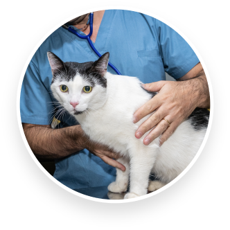 Servicios Veterinarios