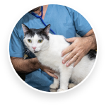 Servicios Veterinarios