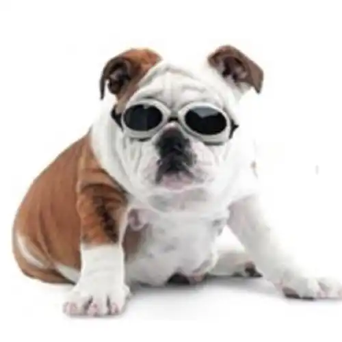 PER-ROS ANTEOJOS PROTECCION UV PARA PERROS MEDIUM - 