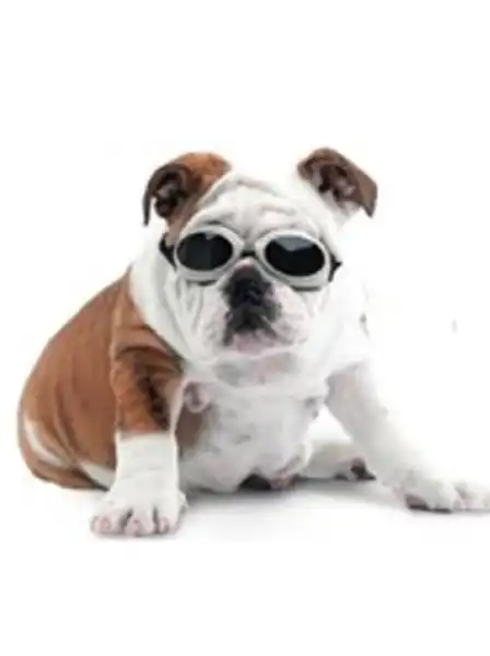 PER-ROS ANTEOJOS PROTECCION UV PARA PERROS MEDIUM - 
